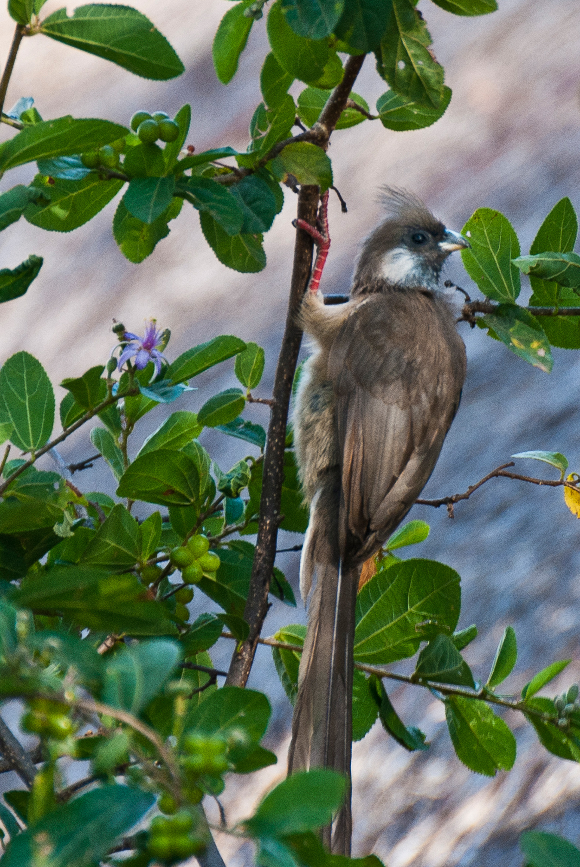 Braunflügel Mausvogel